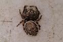 Simaetha_thoracica_D7876_Z_90_North Stradbroke island_Australie
